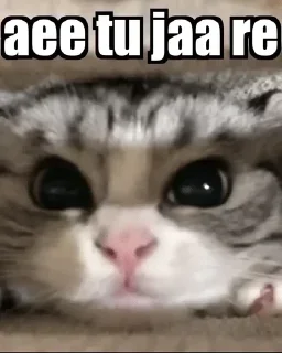 Телеграм стикер 🤣 ꧁𓊈❤️𒆜𝐉͢ᴀͥ͢sᷧs͓ⷨ𒆜❤️𓊉꧂s kang pack