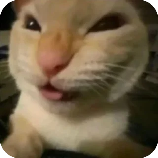 Telegram sticker 🐱 Всякое