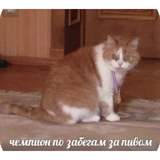 Sticker 🔳 Всякое