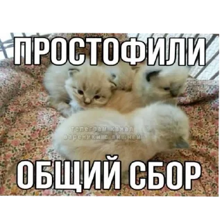 Telegram sticker 🐱 Всякое