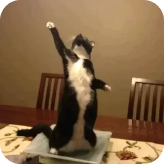 Telegram sticker 🐱 Stickers @El_Elviz_Kaiser pt 5