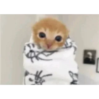 Video sticker 🐱 Stickers @El_Elviz_Kaiser pt 5