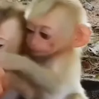 Video sticker 🌟 corα's mood II :: @fStikBot