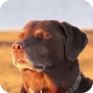 Video sticker 🫥 Eww