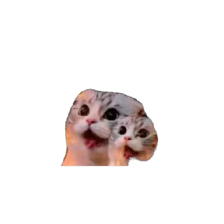 Telegram sticker 🐱 Окак