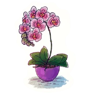 Video sticker 🌸 @wisdom_droplets 3 — @stckrRobot