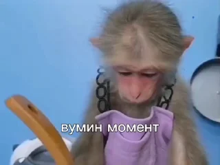 Video sticker 🤩 Rato_бибизянки @SozdaiStickeriBot