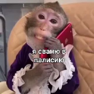 Video sticker 🤩 Rato_бибизянки @SozdaiStickeriBot