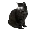 Sticker 🐈‍⬛ @babkaZpyzikom