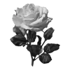 Video sticker 🌹 @babkaZpyzikom