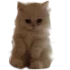 Sticker 🐱 @babkaZpyzikom