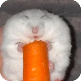 Video sticker 🐱 Крутой Майнкрафтер