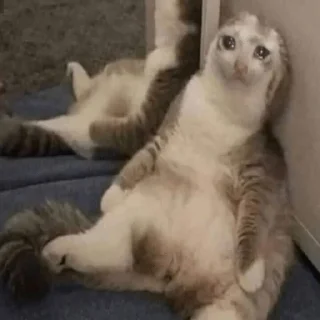 Video sticker 🥺 @n_v_u — @stckrRobot