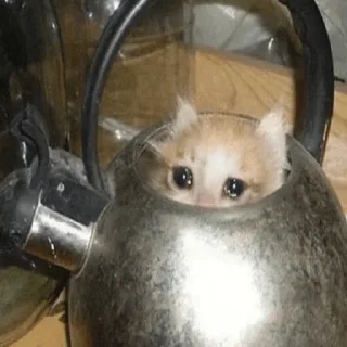 Telegram sticker 🥺 @n_v_u — @stckrRobot