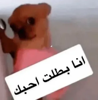 Video sticker 😔 @n_v_u — @stckrRobot