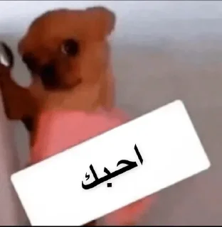 Video sticker 🌝 @n_v_u — @stckrRobot
