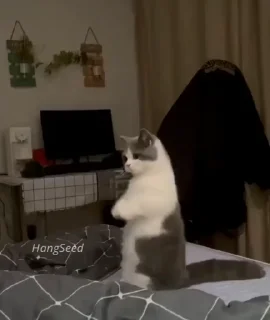 Video sticker 🐈 hang0ut_chat :: @fStikBot