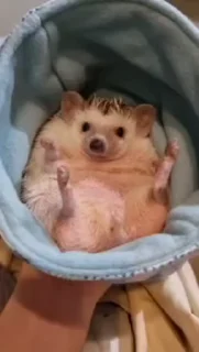 Телеграм стикер 🦔 Ежи @stikeru7777