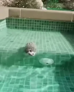 Телеграм стикер 🦔 Ежи @stikeru7777
