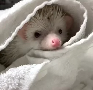 Телеграм стикер 🦔 Ежи @stikeru7777