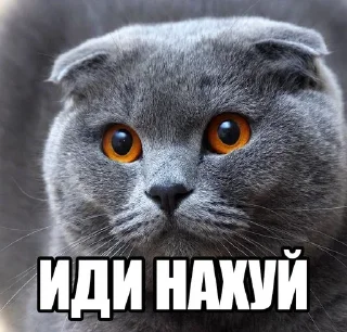 Telegram sticker 🐱 Бро ты умрешь