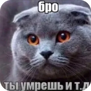 Sticker 🐱 Бро ты умрешь