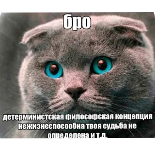 Video sticker 🐱 Бро ты умрешь