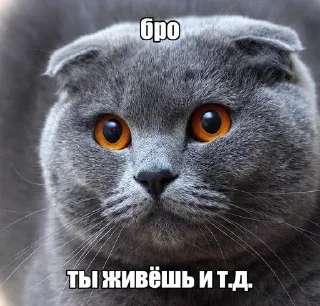 Telegram sticker 🐱 Бро ты умрешь