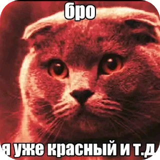 Telegram sticker 🐱 Бро ты умрешь