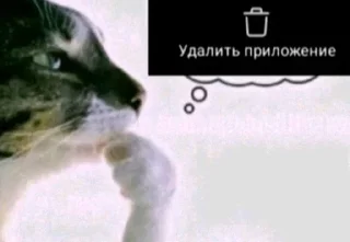 Video sticker 🤔 @stickeri_tg <-- стикеры тут