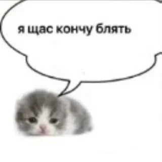 Video sticker 😨 @stickeri_tg <-- стикеры тут