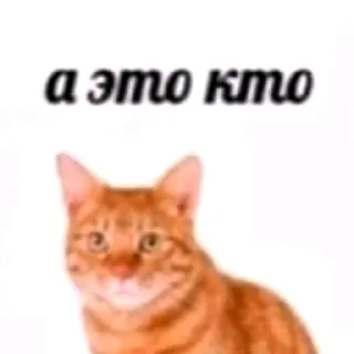 Video sticker 🤷 Prikolnutie_stickeri