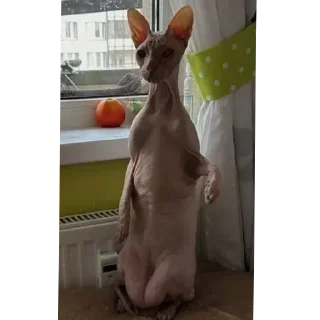 Video sticker 🐱 nonrootnonhuman