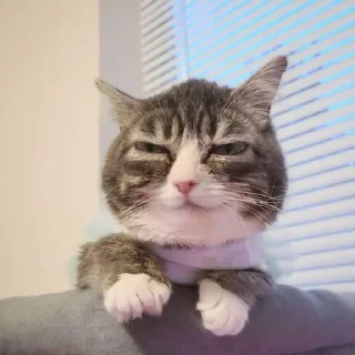 Telegram sticker 🌟 Winkythedwarfcat БАБЛО :: @fStikBot