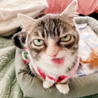 Video sticker 🌟 Winkythedwarfcat БАБЛО :: @fStikBot