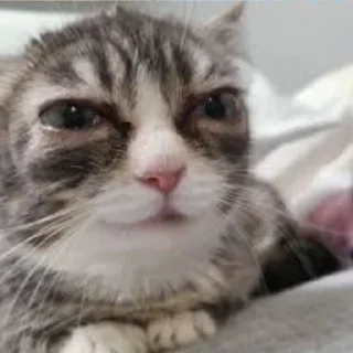 Telegram sticker 🌟 Winkythedwarfcat БАБЛО :: @fStikBot