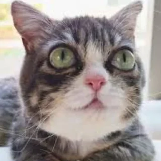 Sticker 🌟 Winkythedwarfcat БАБЛО :: @fStikBot