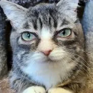 Video sticker 🌟 Winkythedwarfcat БАБЛО :: @fStikBot