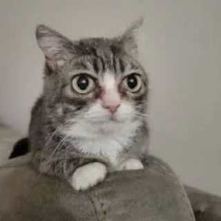 Telegram sticker 🌟 Winkythedwarfcat БАБЛО :: @fStikBot