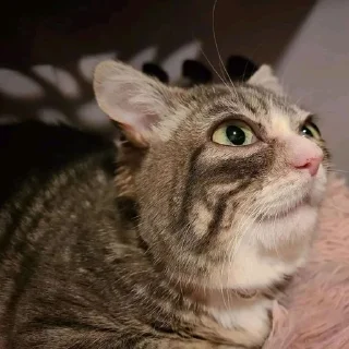 Telegram sticker 🌟 Winkythedwarfcat БАБЛО :: @fStikBot