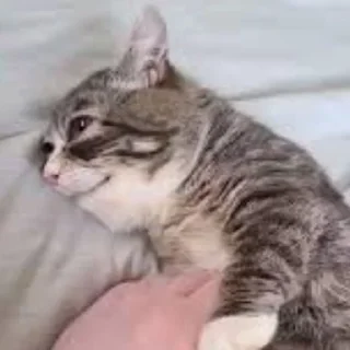 Telegram sticker 🌟 Winkythedwarfcat БАБЛО :: @fStikBot