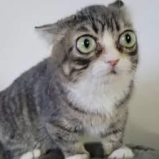 Video sticker 🌟 Winkythedwarfcat БАБЛО :: @fStikBot