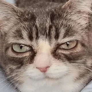 Telegram sticker 🌟 Winkythedwarfcat БАБЛО :: @fStikBot