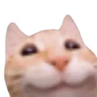 Video sticker 🙃 @just_a_humble_cat Lots Of Cats