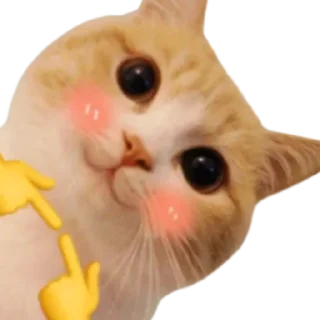 Sticker 🥹 @just_a_humble_cat Lots Of Cats