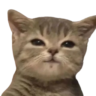 Video sticker ☺ @just_a_humble_cat Lots Of Cats