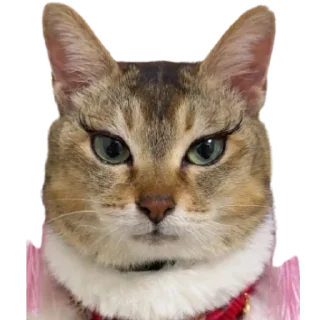 Telegram sticker 😍 @just_a_humble_cat Lots Of Cats
