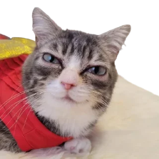 Telegram sticker 🙂 @just_a_humble_cat Lots Of Cats