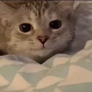 Video sticker 🙂 @just_a_humble_cat Lots Of Cats