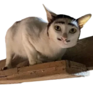 Telegram sticker 🥸 @just_a_humble_cat Lots Of Cats